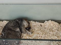 -怪兽屋·羊驼·猫咖·狗咖(俊华广场店)