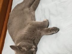 -爱诺耐芙动物医院(万博店)