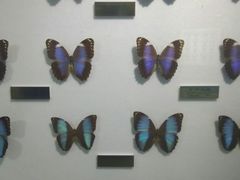 -上海昆虫博物馆