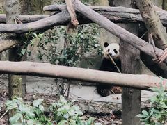 -都江堰中华大熊猫苑