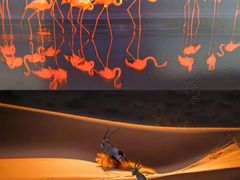 -罗红摄影艺术馆