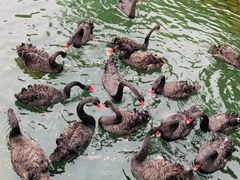 -长白岛森林公园