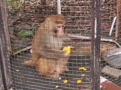 -武汉紫薇都市田园