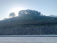 -欣怡茶庄·始于1999(梅家坞店)