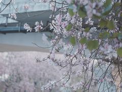 -广东花都湖国家湿地公园