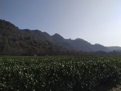 -中国茶叶博物馆(双峰馆区)