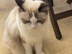 -猫友咖啡店(玉林西路店)