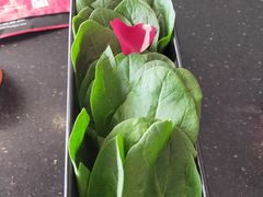 菠菜-刘一锅筋头巴脑(凌空二街店)