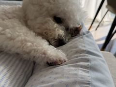 -博特宠物医院24h犬猫全科.骨科·异宠