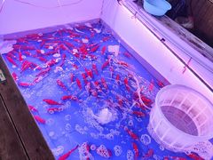 -山东柏宁水族批发广场