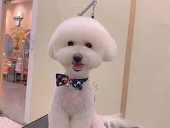 -BABIT巴比特宠物(MOMOPARK店)