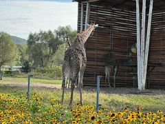 -哈尔滨北方森林动物园