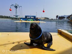 -秦皇岛乐岛海洋王国