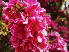 -海棠花溪(元大都城垣遗址公园)