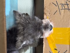 -帕帕拉兹宠物(亚洲旗舰店)