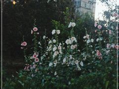 -西二旗智学苑