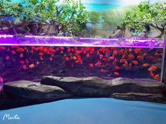 -梦幻海洋王国(吾悦广场张家港店)