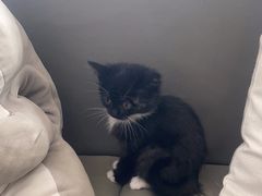 -pd派德宠物中心医院24H急重症·眼科中心·血液透析中心(嵩山北路店)