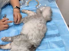 -达爱动物医院·犬猫分区·CT·复杂眼科(远洋山水分院)
