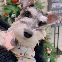 -Adore nail日式美甲美睫