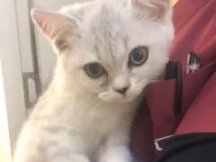 -芭比堂动物医院·犬猫全科·异宠专科(雁塔分院)