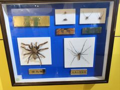 -上海昆虫博物馆