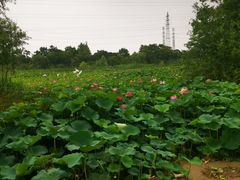 -上海长兴岛郊野公园