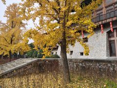-大唐贡茶院