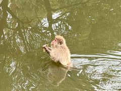 -合肥野生动物园
