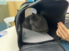 -宠颐生猫科·内科皮肤科(西平世纪城店)