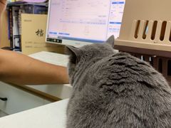 -瑞派长江宠物医院·猫科·外科·24小时夜护(谊城公寓分院)