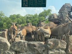 -上海野生动物园