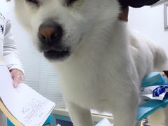 -莘程宠物医院(金山店)