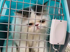 -申普宠物医院·心脏介入·心血管微创(总院)