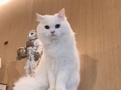 -飞行喵MR PILOT|猫舍·猫咖(静安大融城店)