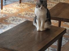 -猫猫幼稚园·撸猫·桌游·电玩