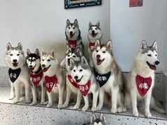 -Husky Go!哈士奇体验馆·宠物咖啡厅狗咖