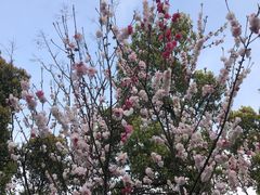 -杭州半山国家森林公园