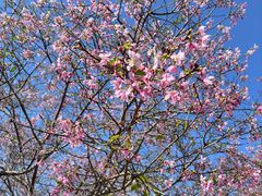 -天适樱花悠乐园