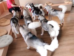 -Husky Go! 哈士奇体验馆·宠物咖啡厅狗咖