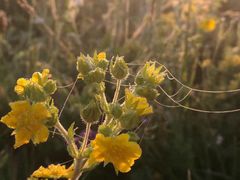-敕勒川草原文化旅游区