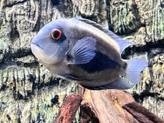 -上海海洋水族馆