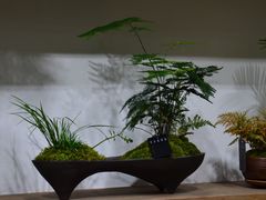 -植觉