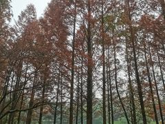 -重庆彩云湖湿地公园