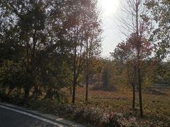 -南京枫彩漫城