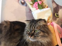 -Cappucimeow猫咪咖啡馆(韦伯时代店)