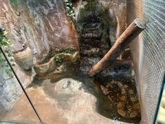 -上海大自然野生昆虫馆(东方明珠·爬宠昆虫探索中心)