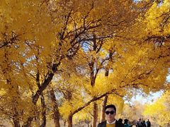 -金塔沙漠胡杨林景区