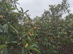 -塘栖枇杷特色园区