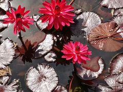 -国家植物园南园